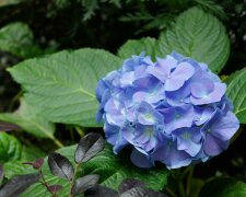 Ogrodnicy polecają ten trik na hortensje. Wystarczy jedna rzecz w kwietniu, by obsypały się kwiatami