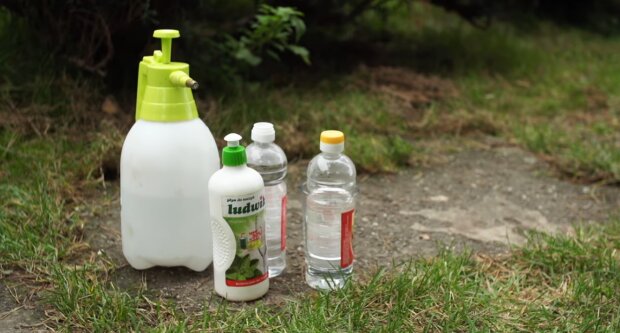 Usuwanie chwastów octem/ YouTube @Mój piękny ogród