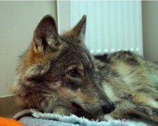Wilk został potrącony przez samochód, screen szczecin.se.pl