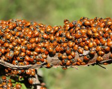 biedronki azjatyckie @pexels