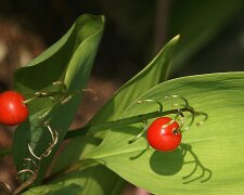 Ta roślina szybko wymyka się spod kontroli. Ogrodnicy radzą ją usuwać