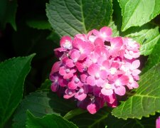 Zrób to w marcu, a hortensja latem obsypie się kwiatami