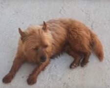 Flumine na grobie pana/ YouTube @Stories of Animals