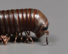 Krocionogi, screen Youtube @VenomousArt