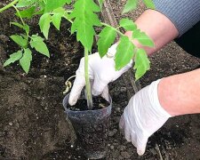 sadzenie pomidorów, screen YT