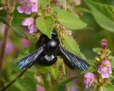 Czarne pszczoły/YouTube @ Waldemar Frąckiewicz RZEMIENNYM DYSZLEM