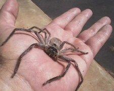 Pająk w jedzeniu? Niezwykłe znalezisko w polskim markecie. O co chodzi