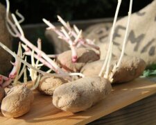 kiełki ziemniaka,screen YT