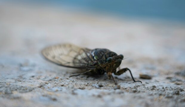 Niepozorny, ale groźniejszy od kornika. Tak niszczy domy