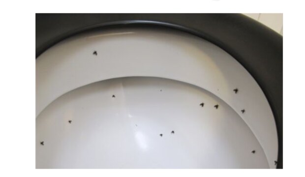 Ćmianki/ goodtimes.my