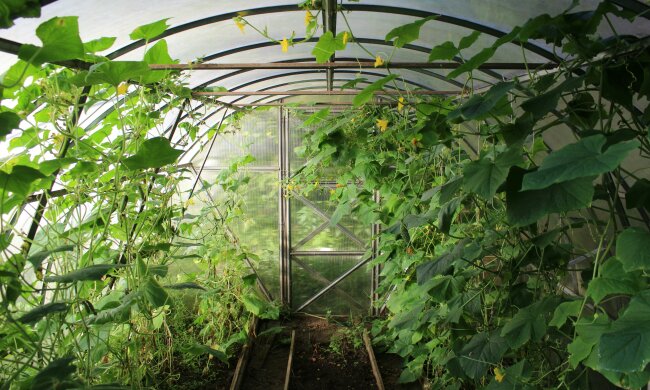 Dodaj to pod ogórki po wschodach. Zbierzesz rekordowe plony