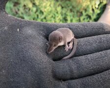 Ryjówka / YouTube: Tymur Voloshchenko