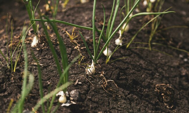 Czosnek wiosną często żółknie. Ten prosty zabieg pomaga szybko wzmocnić rośliny
