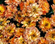 Nie każdy kolor chryzantem pasuje na grób. Sprawdź, co symbolizują