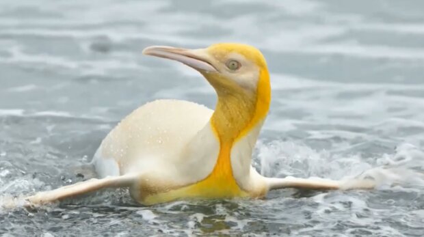 Żółty Pingwin/ YouTube @Technorites