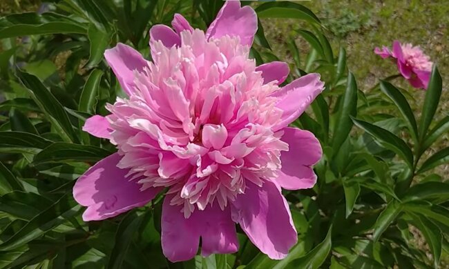 piwonia, screen Youtube @FlowersForYour