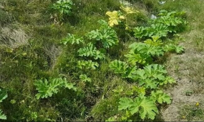 Spotkanie z tą rośliną może mieć opłakane skutki. Właśnie rozpoczął się sezon na jej kwitnienie