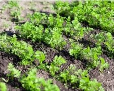 sposób siewu marchwi,screen YT