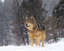 Leśniczy, screen YT