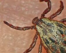 Kleszcz/ YouTube @Dami Wałbrzych