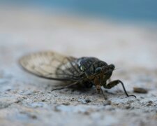 Niepozorny, ale groźniejszy od kornika. Tak niszczy domy