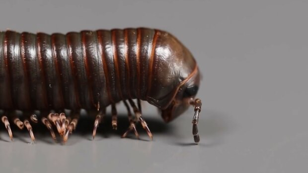 Krocionogi, screen Youtube @VenomousArt