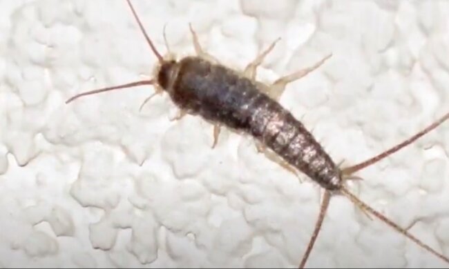 Rybik cukrowy / YouTube:  Aktualności 360