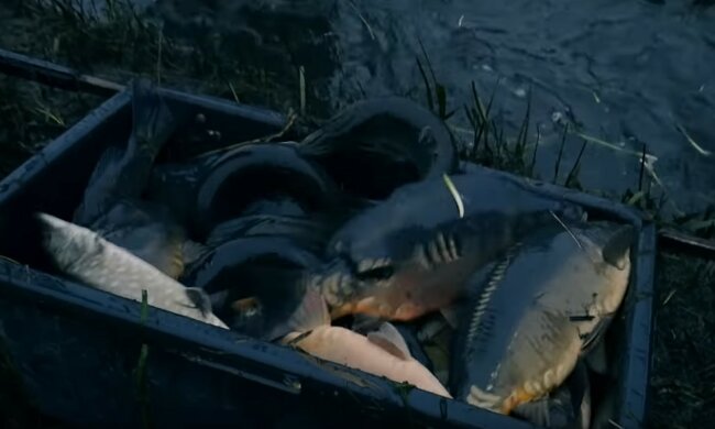 Karpie/YouTube @nawozy eu