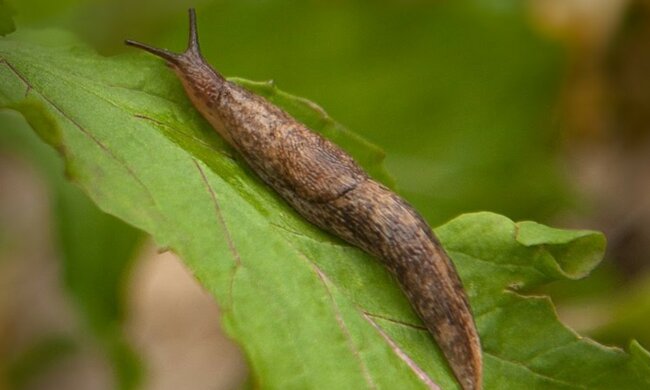 Ślimak/Youtube @GrowOrganic Peaceful Valley