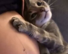 Kot wzruszająco reaguje na ciążę właścicielki / Youtube:  fashion.pregnancy  #fashionpregnancy ❤️