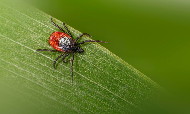 Afrykańskie kleszcze są już w Polsce. Nie czekają na żywiciela, tylko biegną