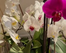 Storczyki / screen yt